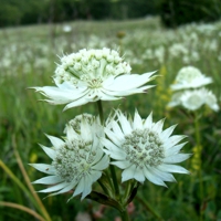 Astrància -Astrantia major-