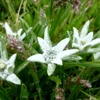 Edelweiss -Leontopodium alpinum-