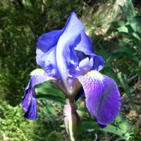 Liri -Iris germanica-